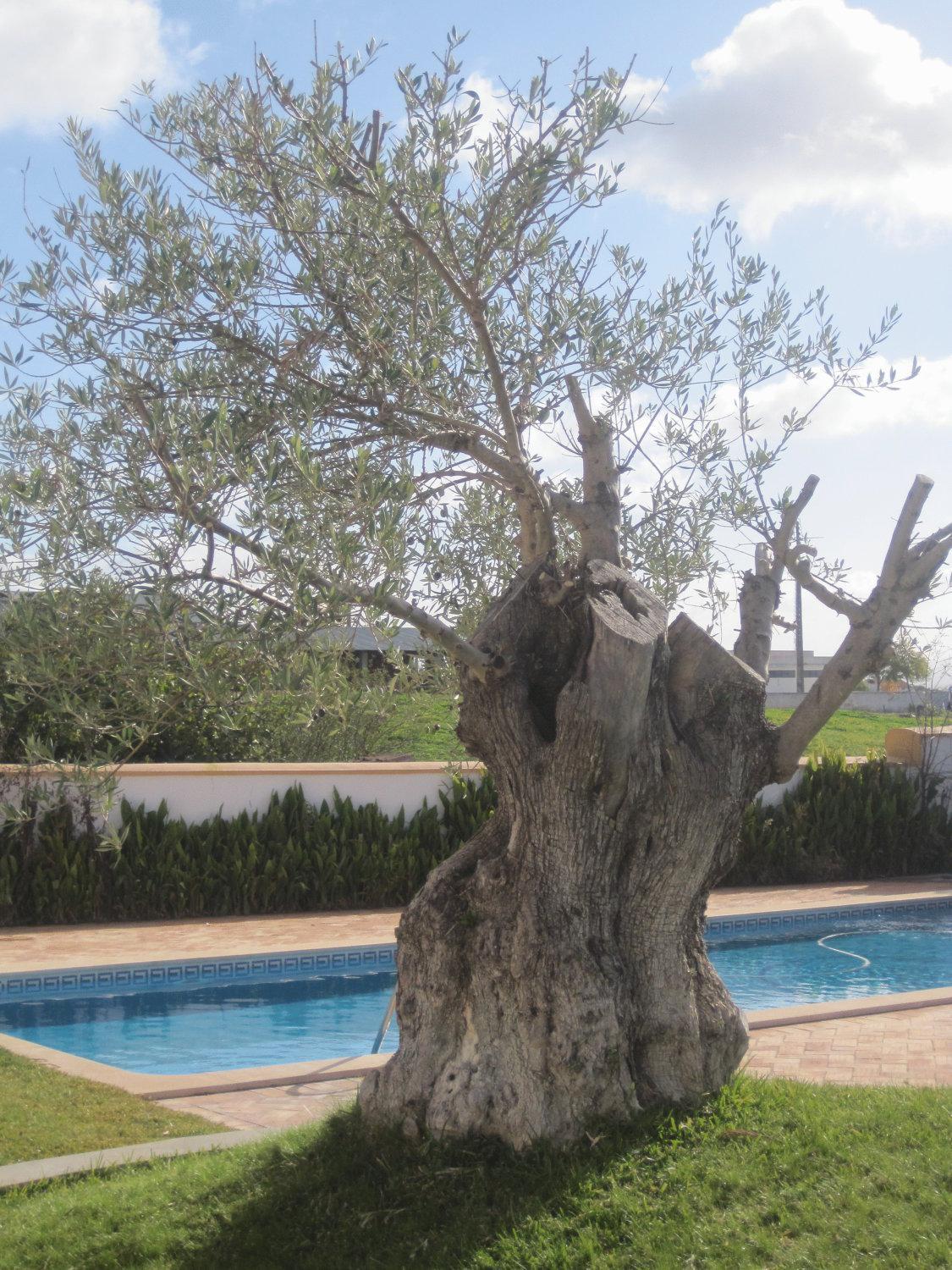 Outeiro Da Vila - Casas De Campo Vila Verde de Ficalho Экстерьер фото